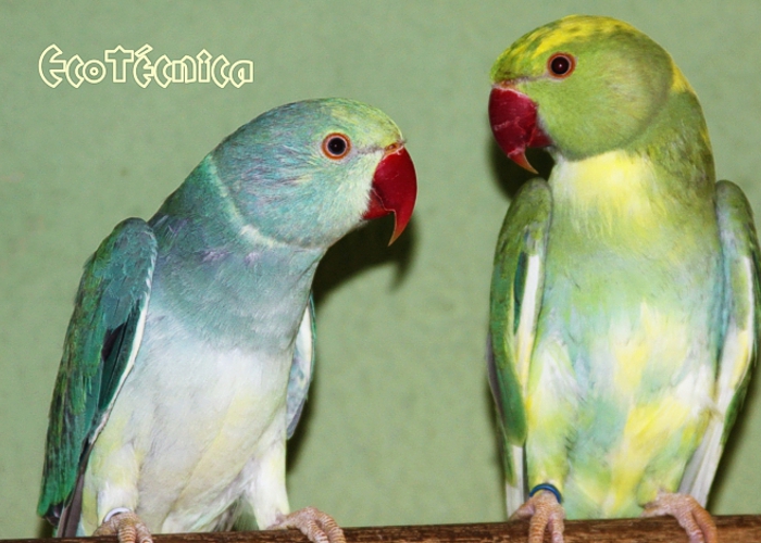 Ringnecked Turquoise e Cleartail Arlequim Verde