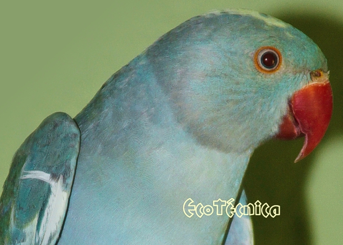 Ringnecked Arlequim Azul