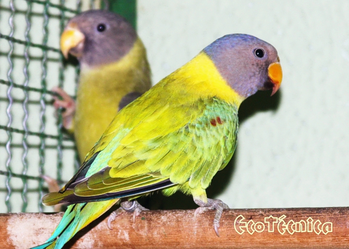 Cabeça de Ameixa Opalino Fêmea e Macho Verde Cinza