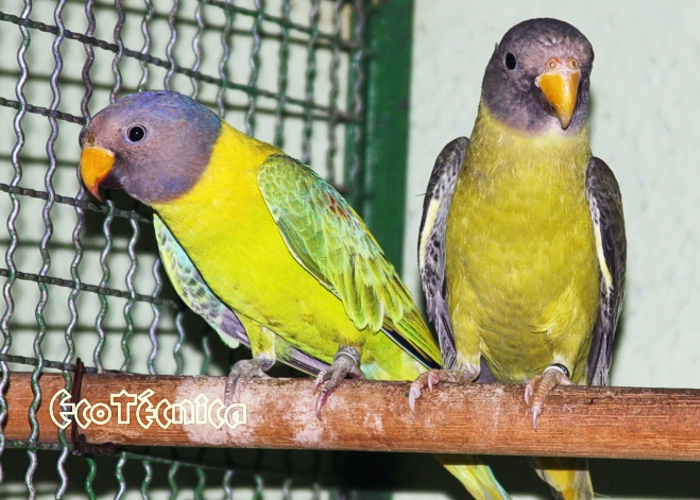 Cabeça de Ameixa Opalino Fêmea e Macho Verde Cinza