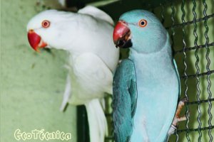 Ringnecks Azul e Albino