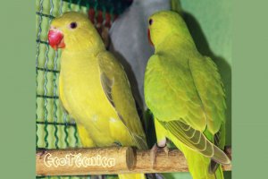 Ringnecks Canela Golden e Canela Verde