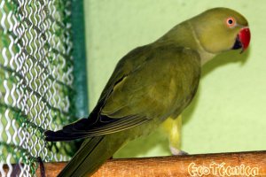 Ringnecks Verde Cinza